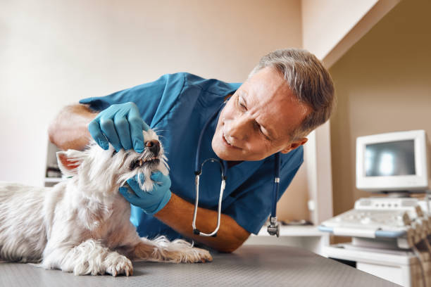 Best Emergency Broken Tooth Repair in Iola, WI
